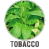 Tobacco