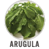 Arugula