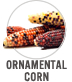 Ornamental Corn