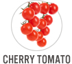 Cherry Tomato