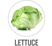 Lettuce