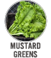 Mustard Greens