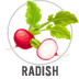 Radish