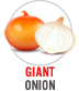 Giant Onion