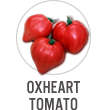 Oxheart Tomato