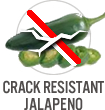 Crack Resistant Jalapeno
