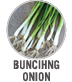 Bunching Onion