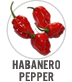 Habanero Pepper