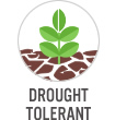 Drought Tolerant
