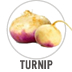 Turnip
