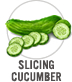 Slicing Cucumber