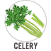 Celery