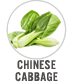 Cabbage Chinese