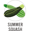Summer Squash