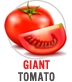 Giant Tomato
