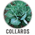 Collards