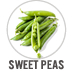 Sweet Peas