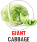 Giant Cabbage