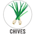 Chives