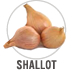 Shallot
