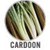 Cardoon