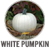 White Pumpkin