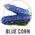 Blue Corn