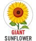 Giant Sunflower