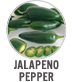 Jalapeno Pepper