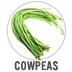 Cowpeas