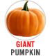 Giant Pumpkin