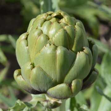 Artichokes, Artichoke Seeds. Reimer Seeds