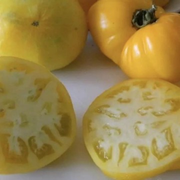 Lillian's Yellow Tomato Seeds