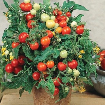 Micro Tom Tomato Seeds