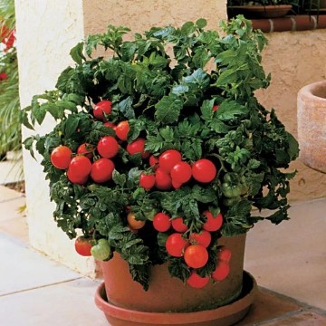 Patio Tomato Seeds