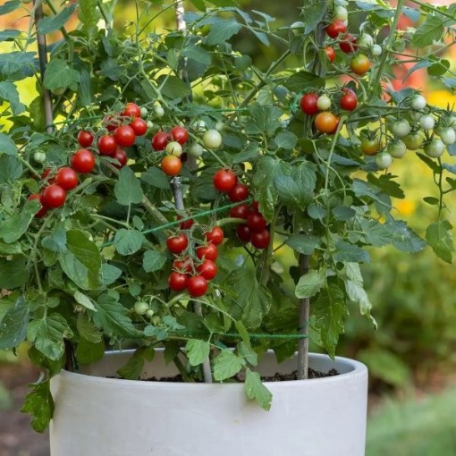 Sweetheart of The Patio Tomato TM947-5