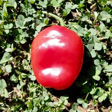 Ecuador Red Rocoto Pepper Seeds