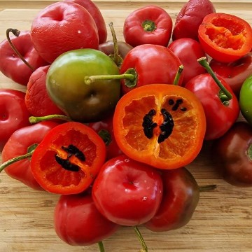 Giant Rocoto Red Pepper Seeds
