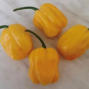 Caribbean Yellow Habanero Pepper Seeds