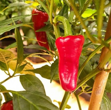 Santo Domingo Pueblo Pepper Seeds