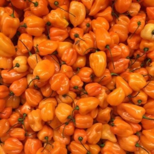 Scotch Bonnet Orange Peppers HP1266-20