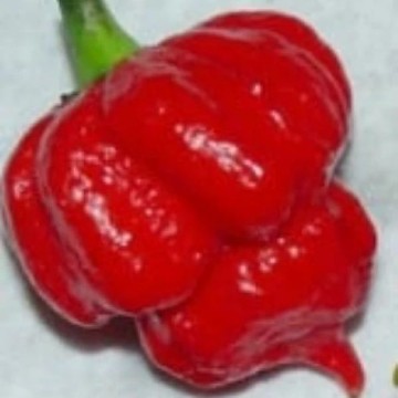 Trinidad Scorpion Butch T Pepper Seeds