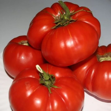 Early First Prize Tomato Seeds