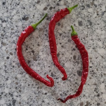 Corbaci Pepper Seeds