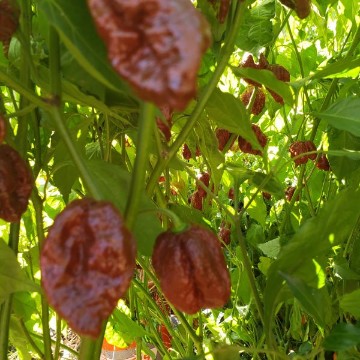 Chocolate Champion Pepper Seeds