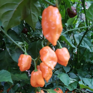 Bhut Orange Copenhagen Pepper Seeds
