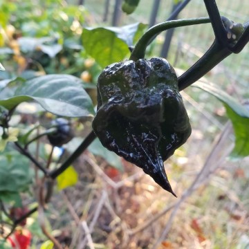 Carolina Reaper Purple Pepper Seeds