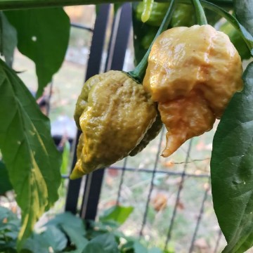 Carolina Reaper Golden Pepper Seeds