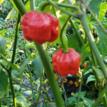 Armageddon Pepper Seeds