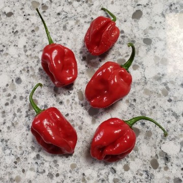 Antillais Caribbean Pepper Seeds